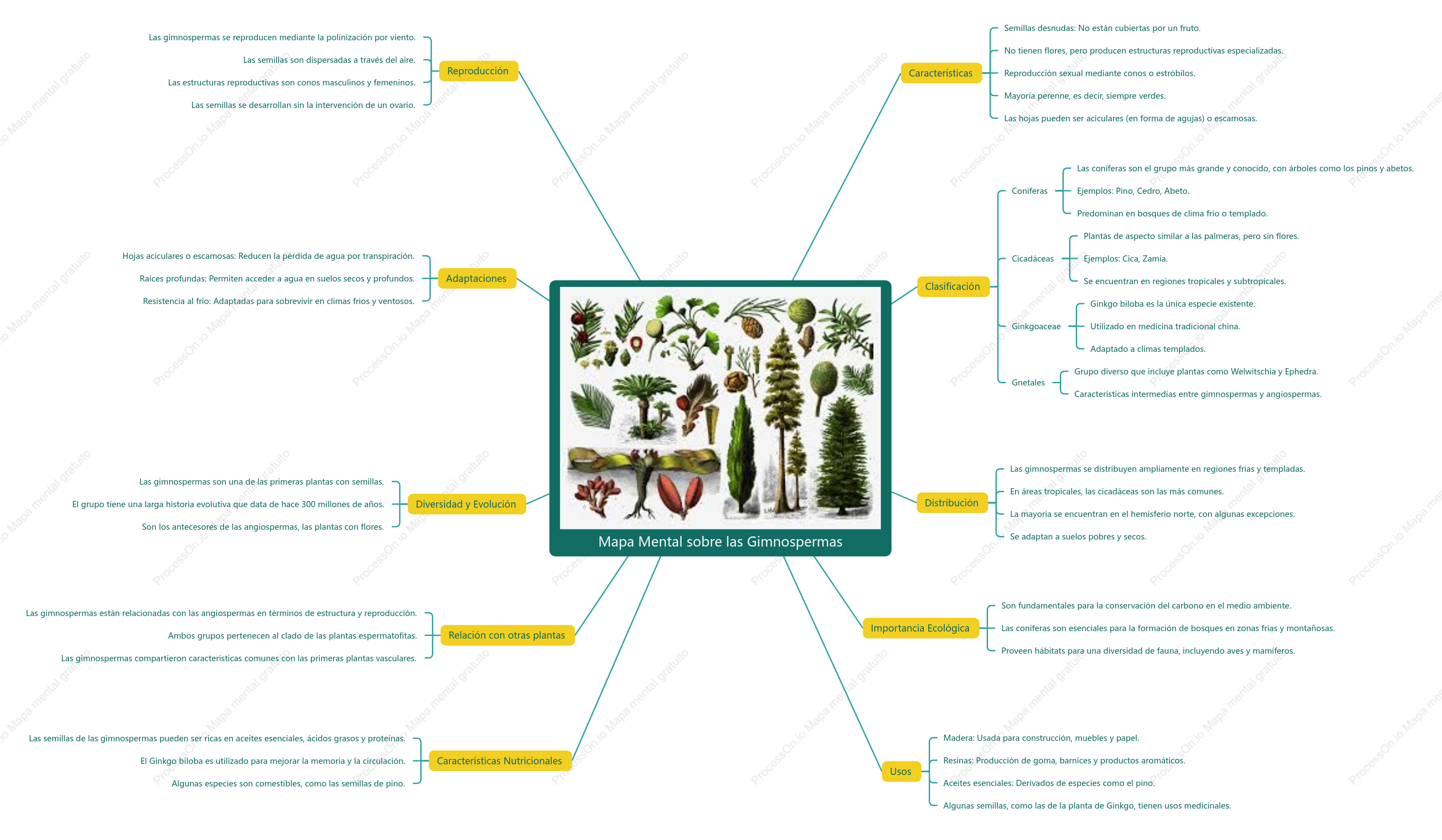 Mapa Mental sobre las Gimnospermas