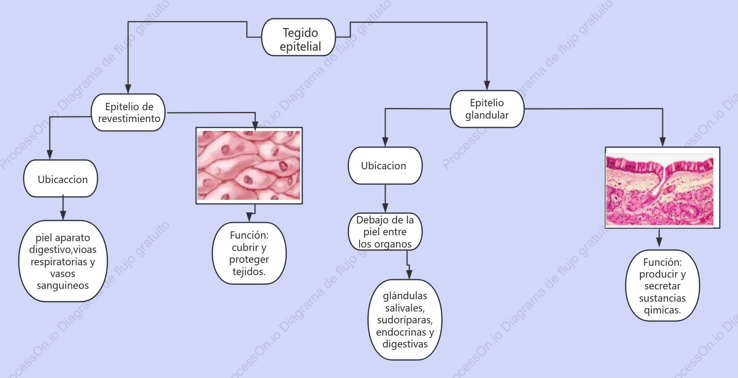 Estructura del tejido cutáneo