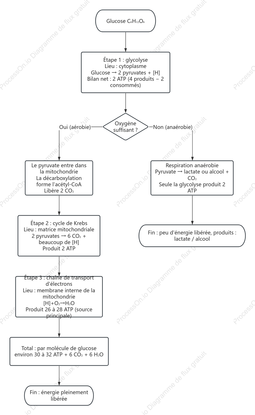 Schéma des trois étapes de la respiration cellulaire