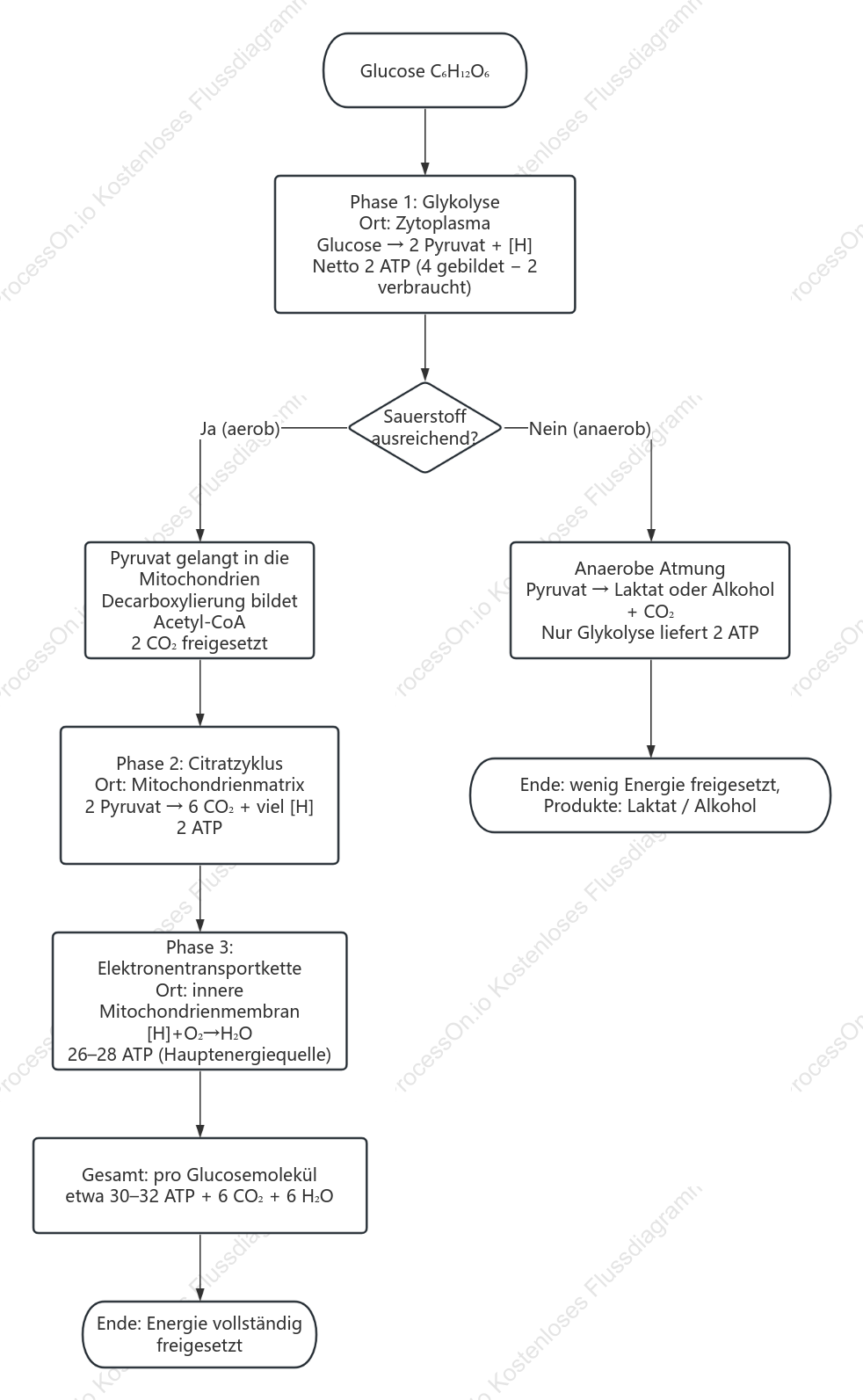 Flussdiagramm der drei Phasen der Zellatmung