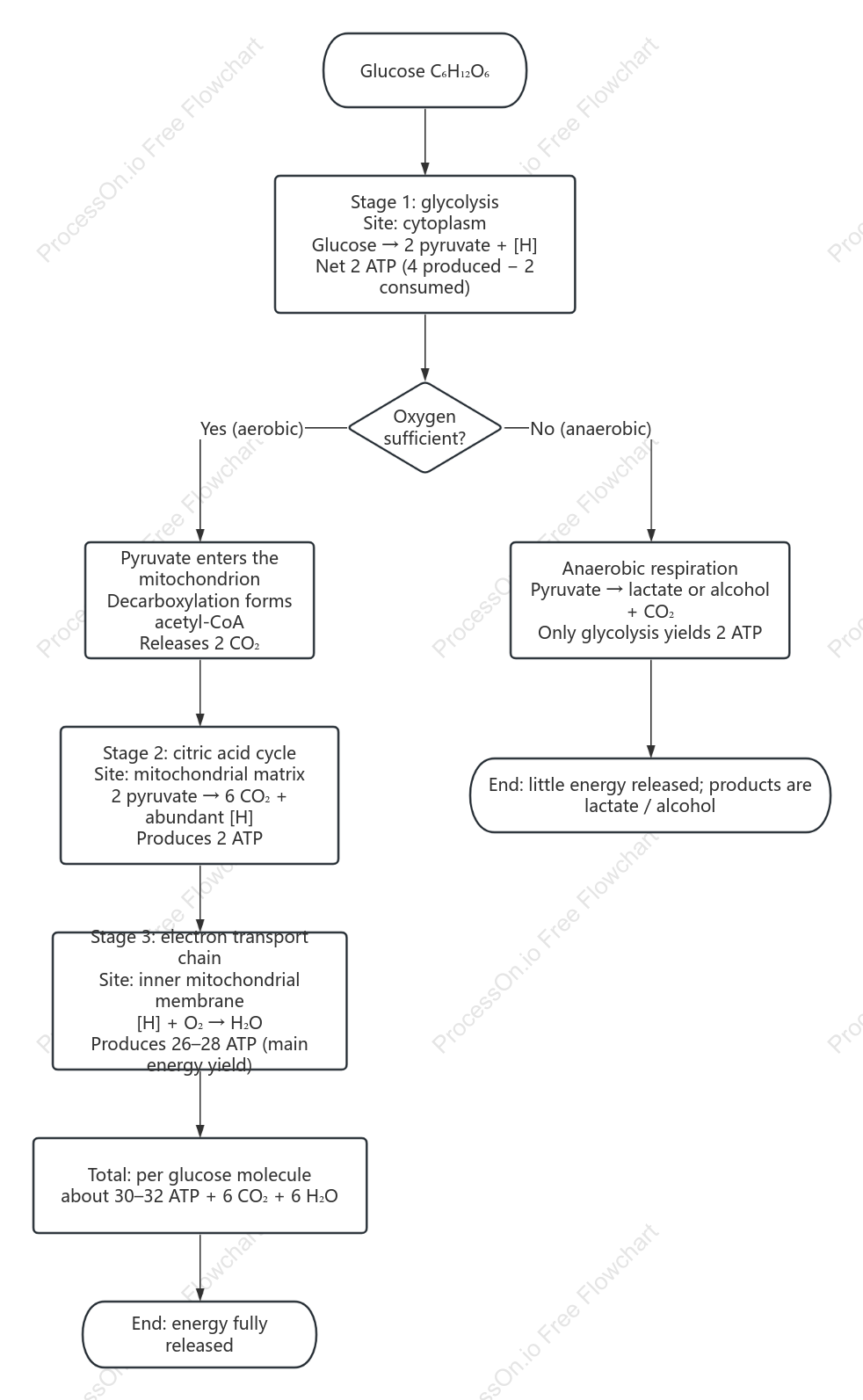 Flowchart of the Three Stages of Cellular Respiration