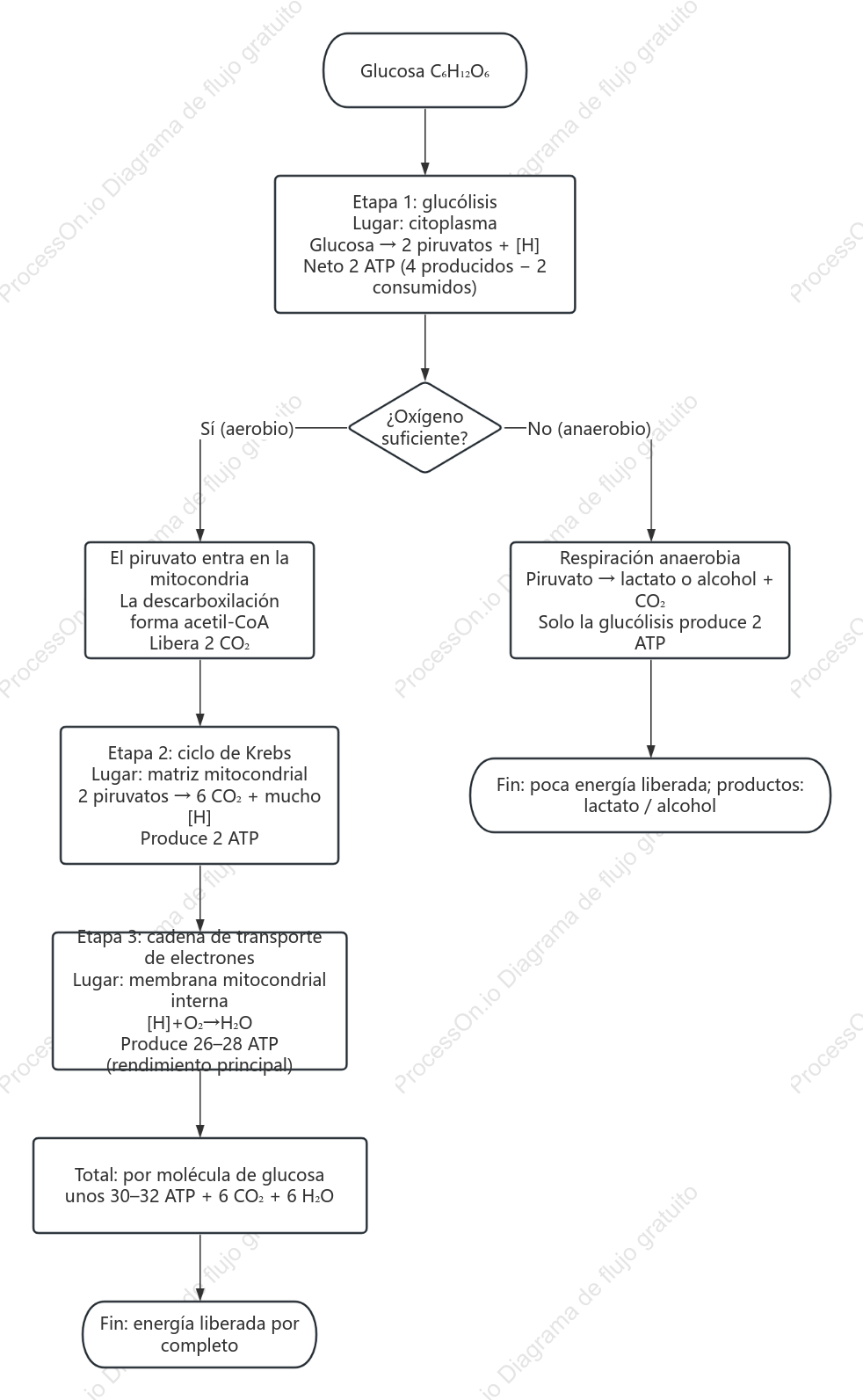Diagrama de flujo de las tres etapas de la respiración celular